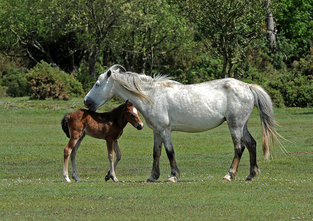 Spring Grey Pony Mother and Foal, Janesmoor
